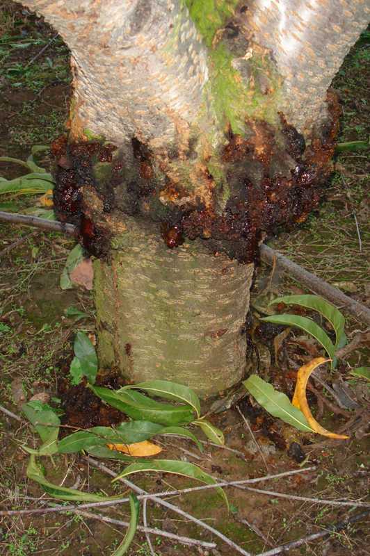 Clear jelly stuff on trunk of peach tree